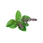 Tulsi